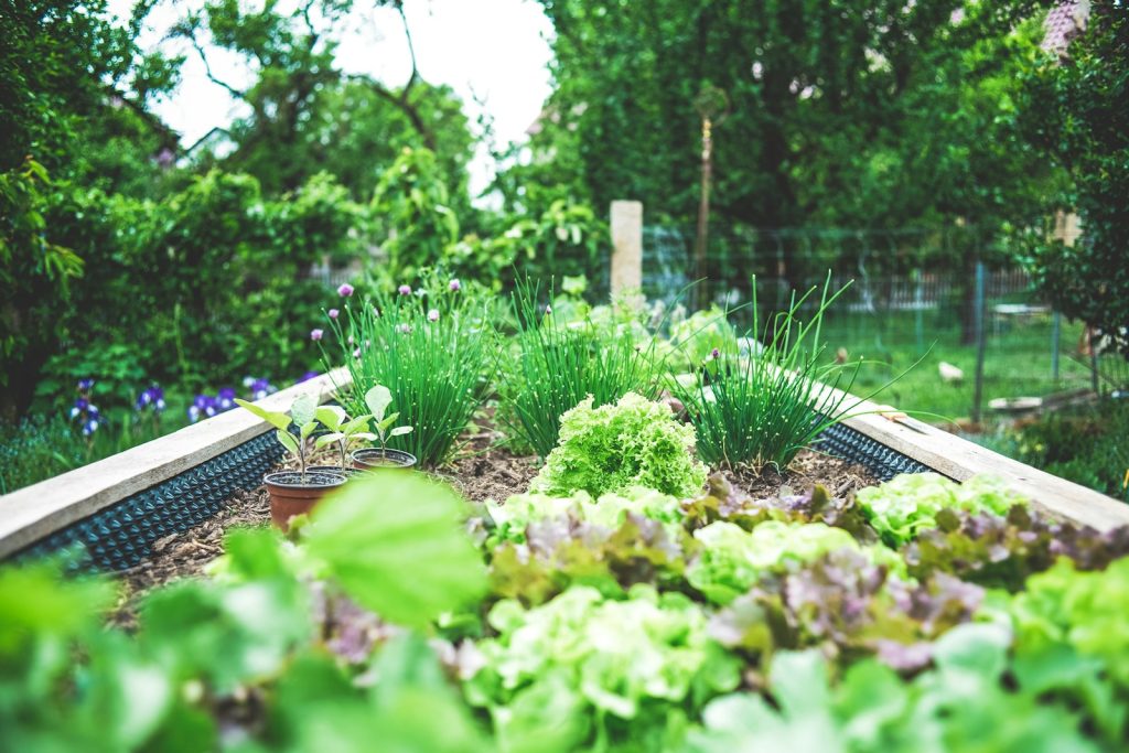 le potager pour vivre en autonomie : bases et conseils