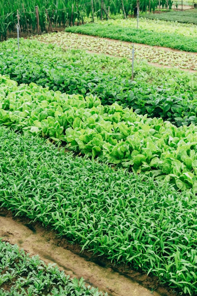 potager : quels légumes pour faire de vraies économies ?